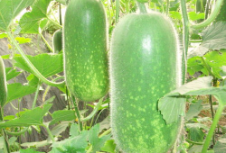 911红领巾吃瓜爆料今日大瓜,今日大瓜事件全解析